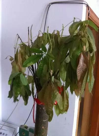 福木葉子掉光|植物葉子掉光光，這樣搶救一下又能發芽爆盆綠油油……